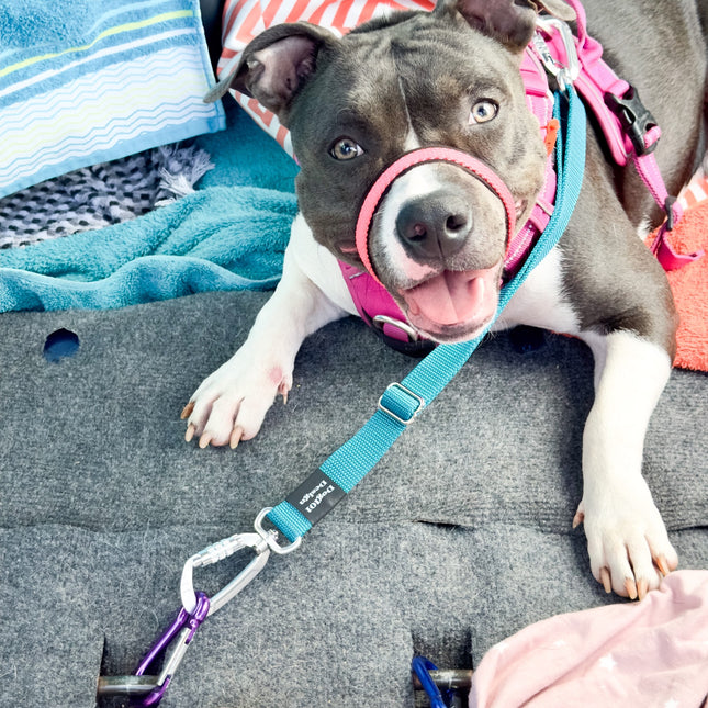 Self Locking Duel connector Seat Belt Restraint - Teal image 1