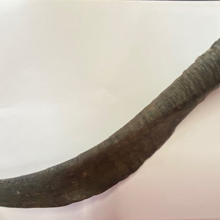 Goat Horn with Marrow image 1