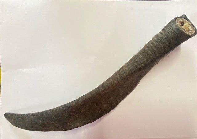Goat Horn with Marrow image 1
