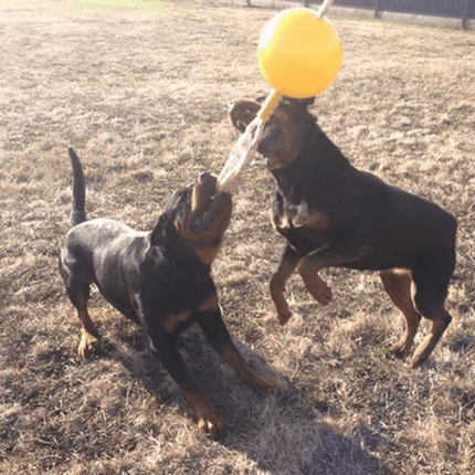 AUSSIE DOG Home Alone image 1