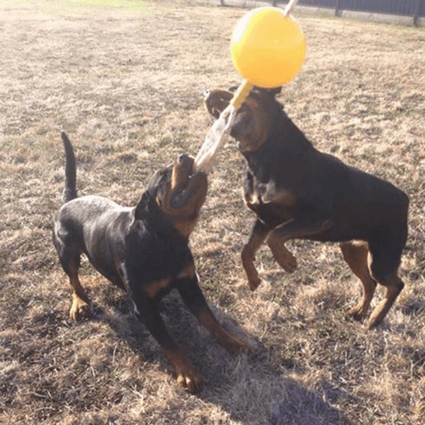 AUSSIE DOG Home Alone image 1