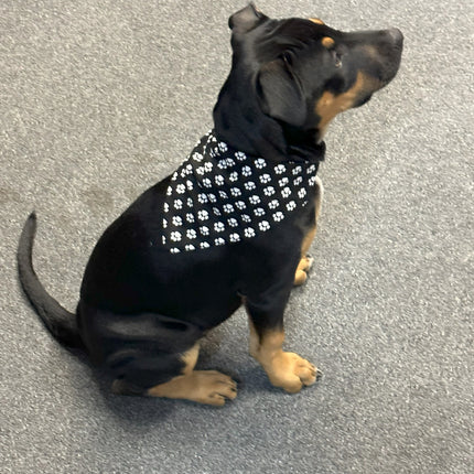 Black with White Paws Bandanna image 0