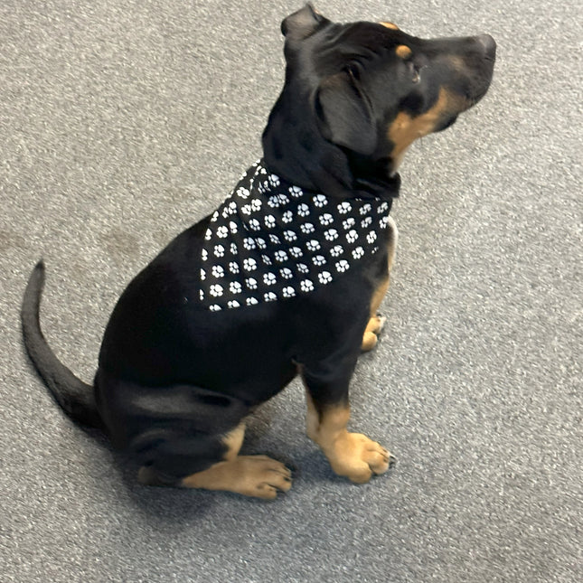 Black with White Paws Bandanna image 0