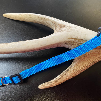 Plain Puppy Collar Light Blue image 0