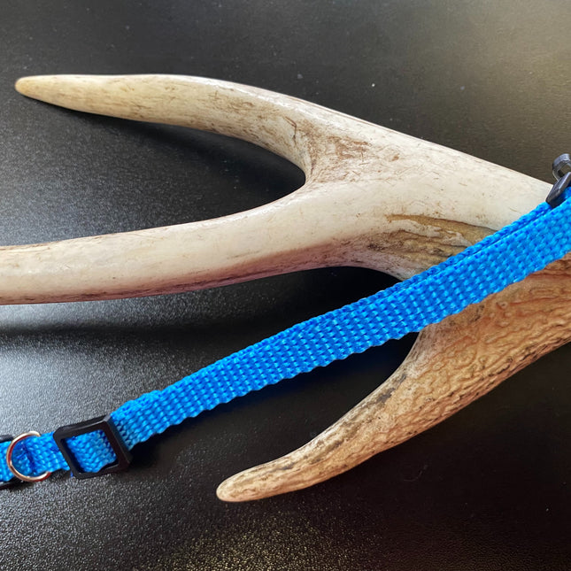 Plain Puppy Collar Light Blue image 0