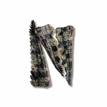 Crocodile Tail image 0