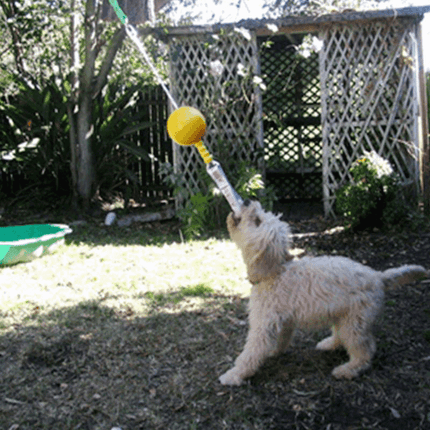 AUSSIE DOG Home Alone image 2