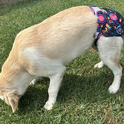 S Washable Dog Nappies - Purple image 3