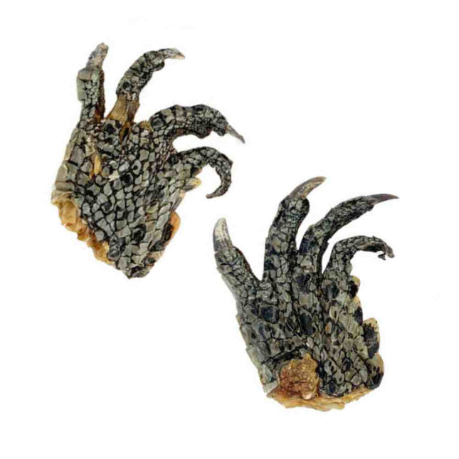 Crocodile Feet image 0