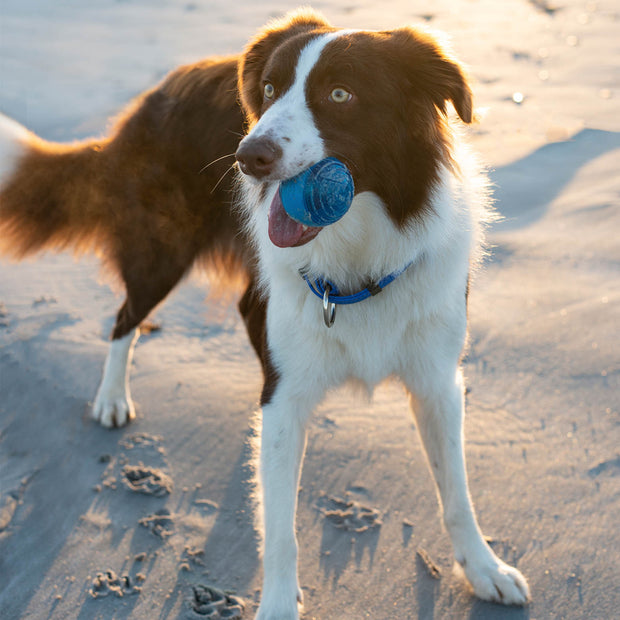 Rogz Squeekz Ball Blue image 1