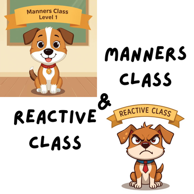 Reactive & Manners Classes