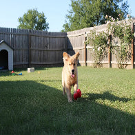 Exercising a young Dog