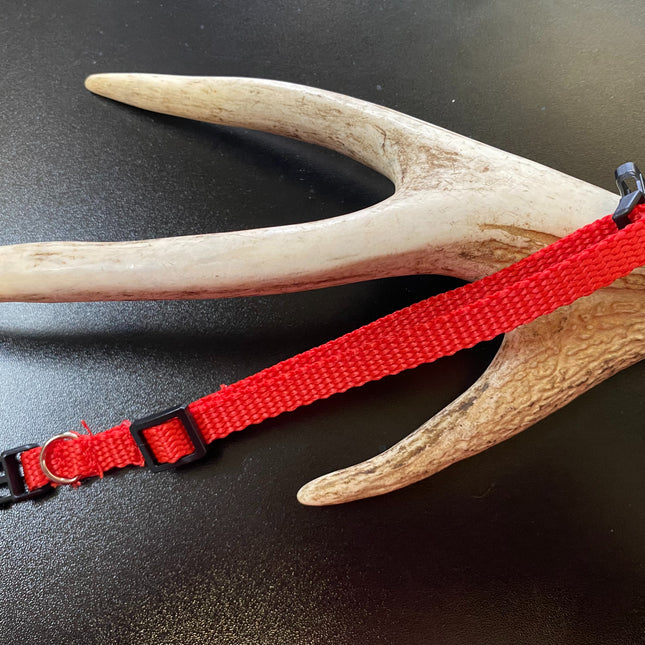 Plain Puppy Collar Red image 0