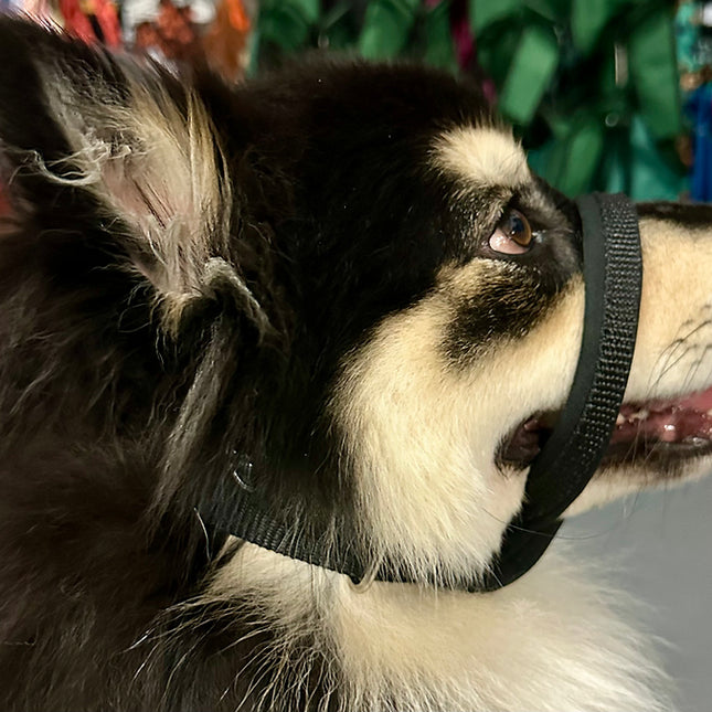 Nose Black - Neck Black - Size 3 Dog101 Halter
