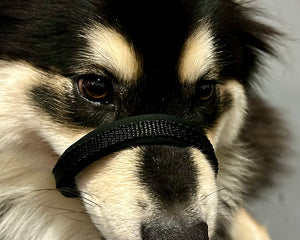 Collection image for: All Dog101 Halters