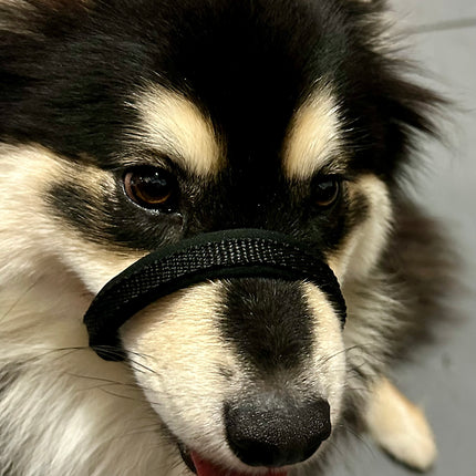 Nose Black - Neck Black - Size 1 Dog101 Halter