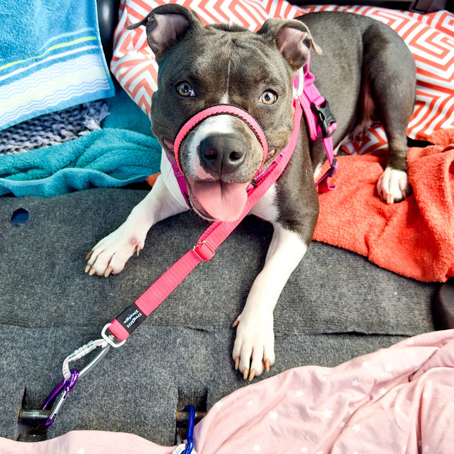 Self Locking Duel connector Seat Belt Restraint - Hot Pink image 1