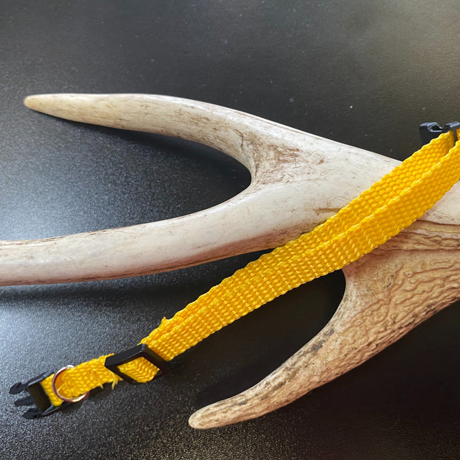 Plain Puppy Collar Yellow image 0